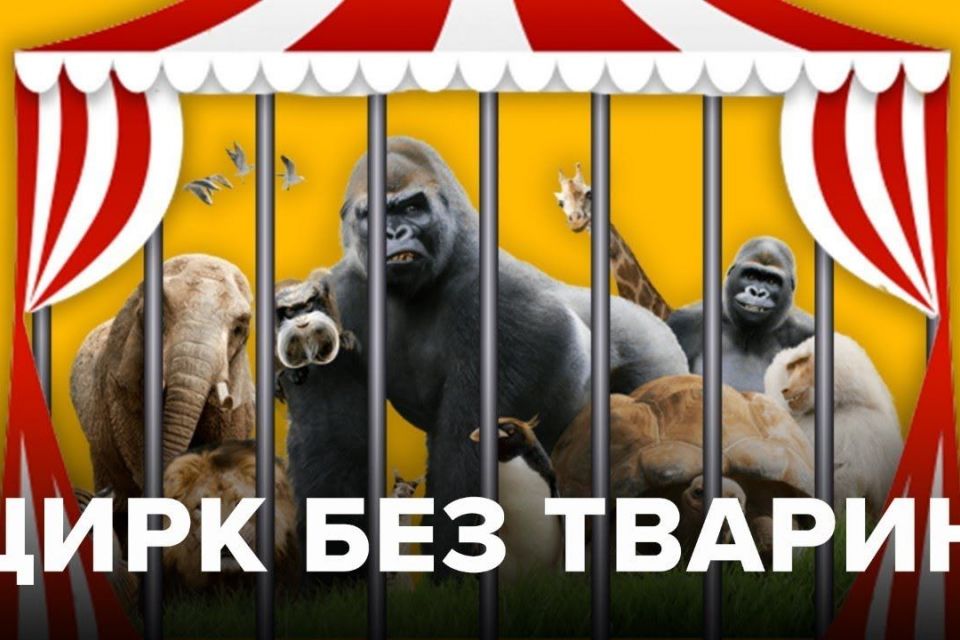 Цирк без тварин: в Україні припинять показувати циркові вистави з використанням тварин