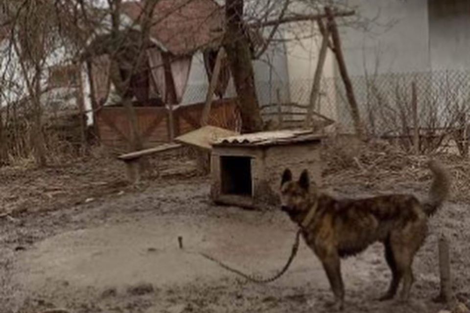 Господарі виїхали за кордон, а собаку залишили напризволяще на подвір'ї