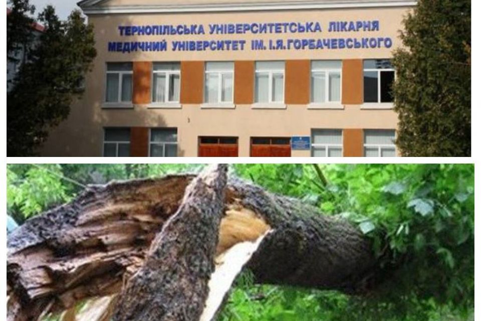 Хто компенсує лікування жінки, на яку в парку впало дерево. Коментар юриста