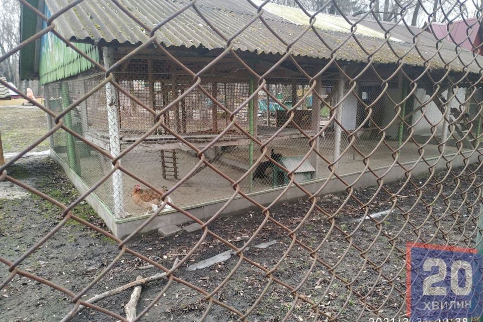 Майже 10 тисяч: у стільки оцінили всіх умертвлених птахів у «Топільче». Чи куплять нових?