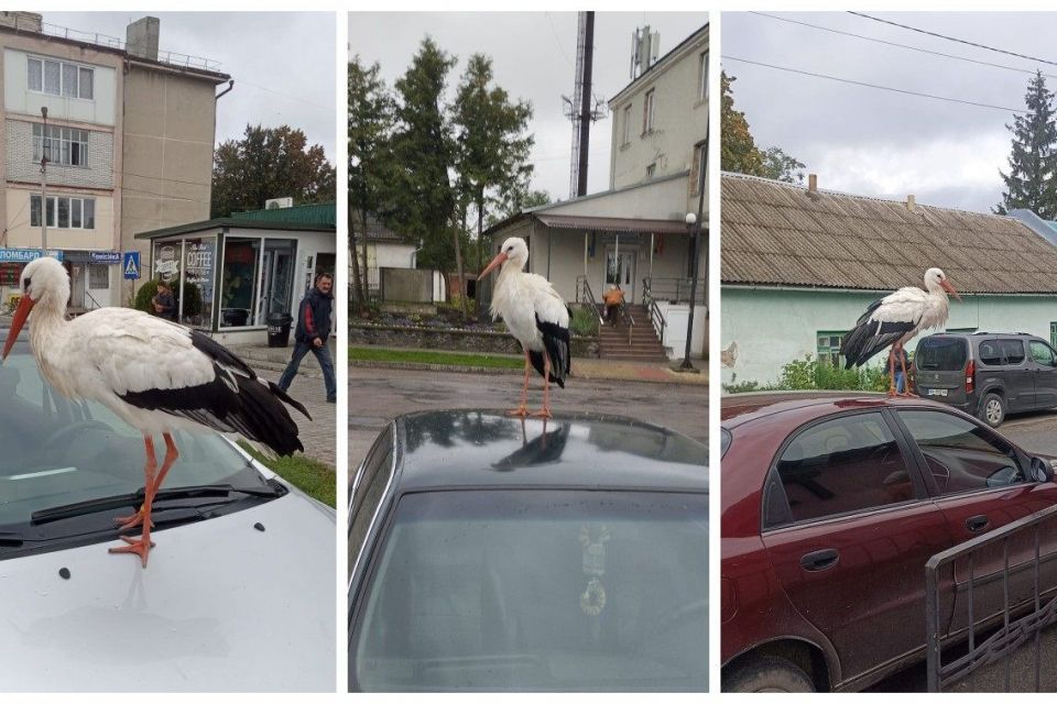 Візитівка Ланівців: в райцентрі на Тернопільщині лелека «перевіряє» автівки