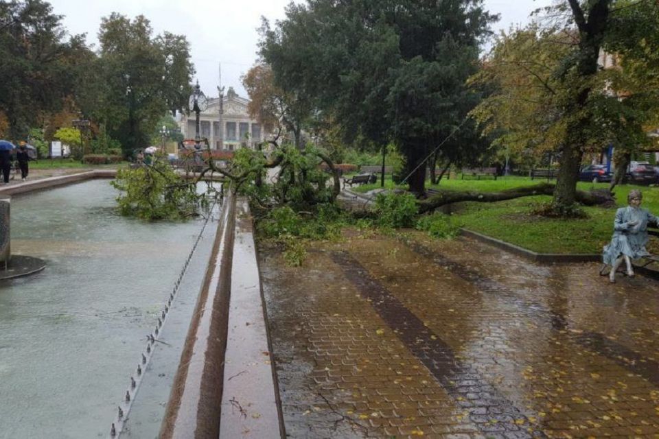 У центрі Тернополя впало дерево. Фото дня