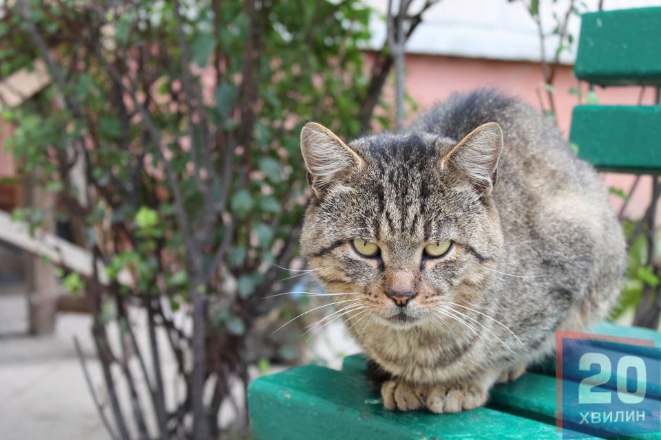Куди подіти котів, які окупували підвали? Мешканці шукають вихід, а влада розводить руками