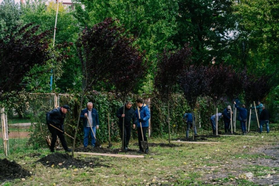У парку Шевченка висадили декоративні дерева «Піссарді»