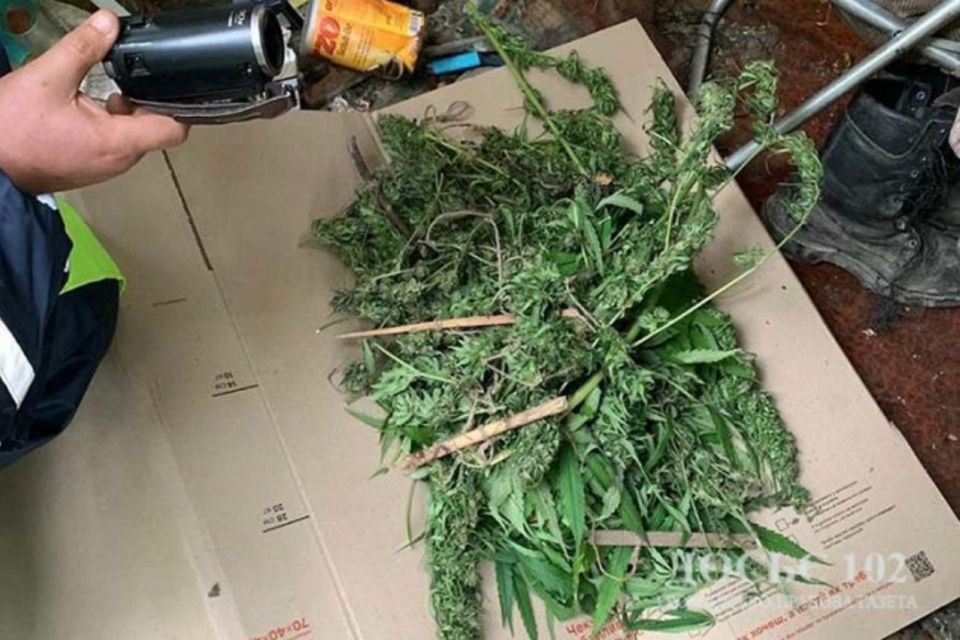 Чоловік поблизу річки Дністер насіяв коноплю, а сам поселився неподалік у наметі, щоб пильнувати «господарство»