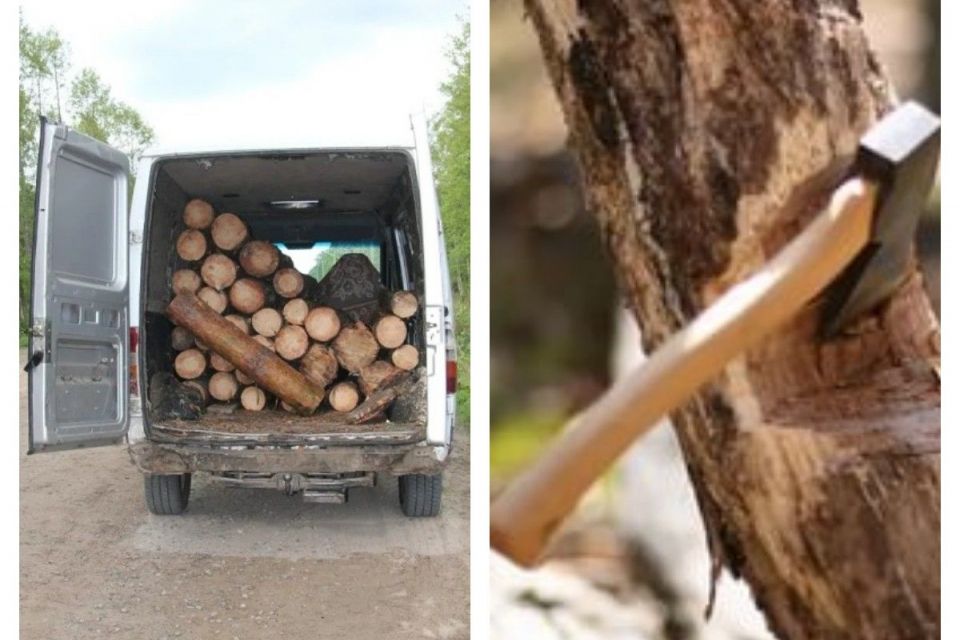У Заліщицькій громаді п'яний чоловік вивіз цілий мікроавтобус дров із заповідника