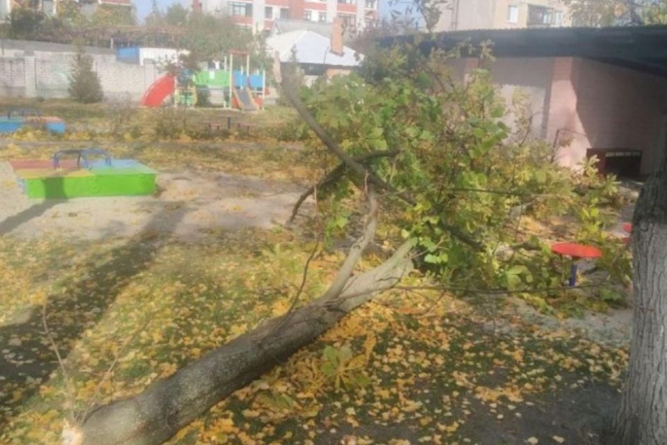 Помер під час обрізки дерев: у Тернополі стався нещасний випадок