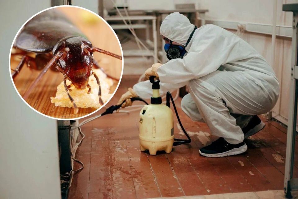 Замучили таргани? Куди звертатися та як боротися зі шкідниками у будинку: скільки це коштує у Тернополі