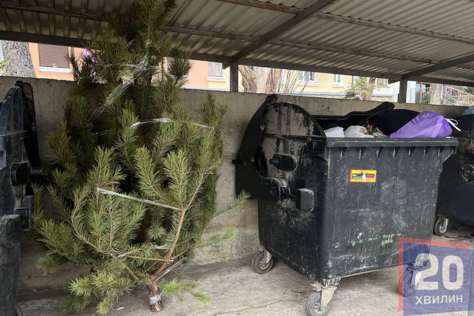 Куди подіти «живу» ялинку після свят: чи є пункти збору в Тернополі