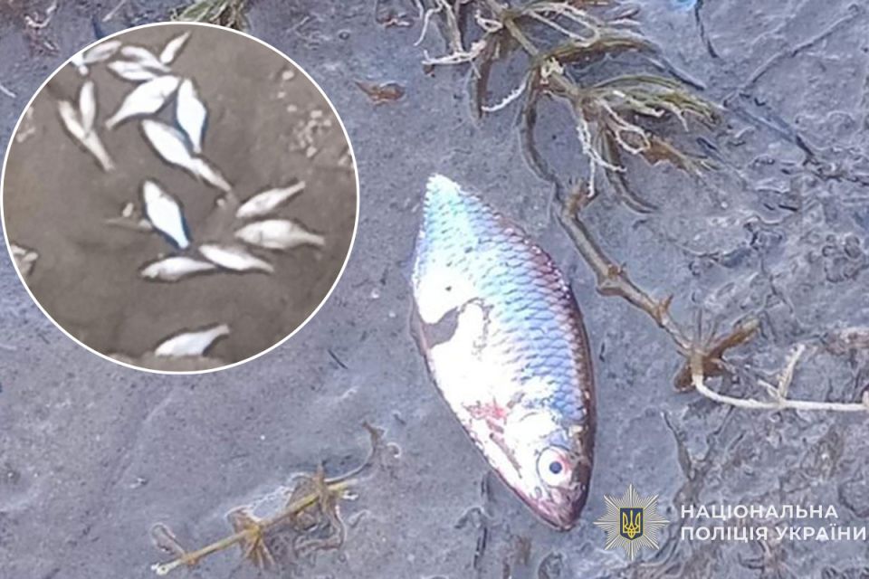Мертва риба на березі Стрипи: хто відповідатиме та чи є екологічна катастрофа