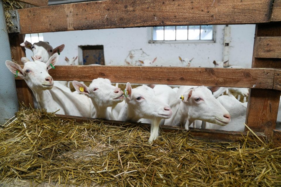 Кіз доять під Моцарта: як музика та людська праця творять бучацькі сири
