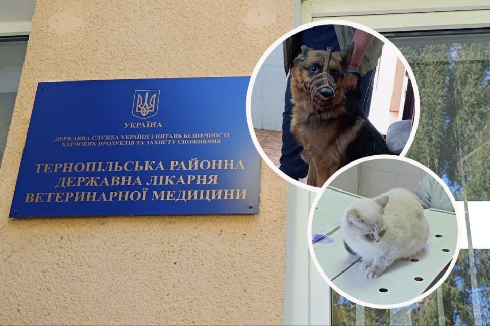 Безкоштовна вакцинація триває: у Тернопільському районі вже щепили від сказу понад 28 тис. тварин