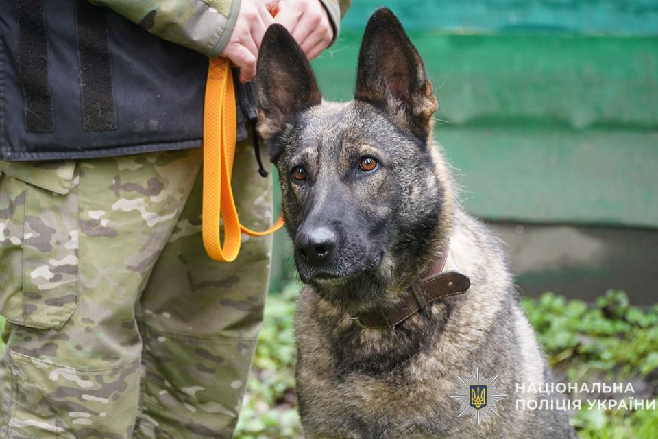 Кінологи поліції організували для школярів показові виступи службових собак