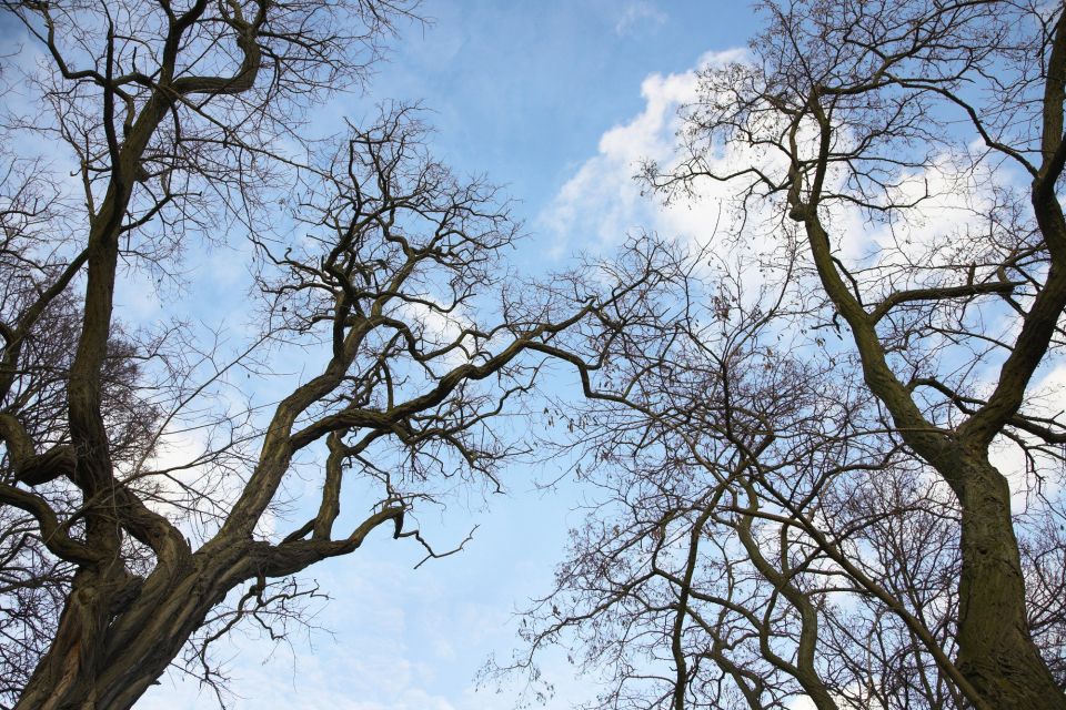 Аварійні дерева видалять у парку Шевченка