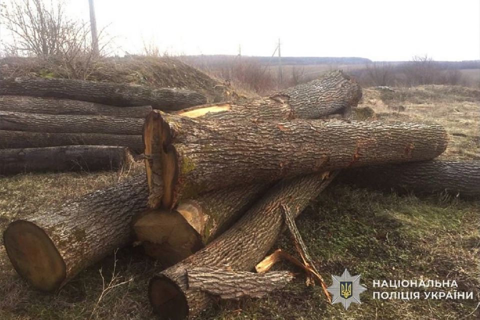 Незаконно вирубали понад 600 дерев у Кременецькому районі — збитків на майже 4 млн гривень