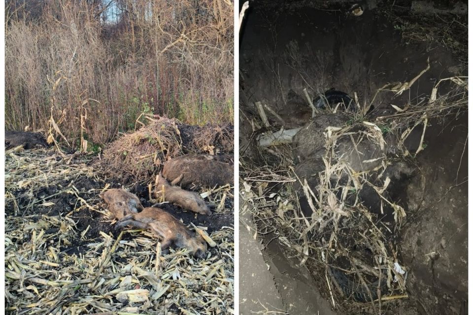 У Збаразькій громаді сім диких тварин загинули від африканської чуми свиней