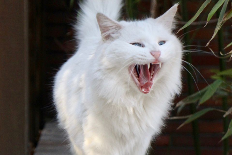 У Бучацькій громаді ввели карантин через випадок сказу в домашньої тварини