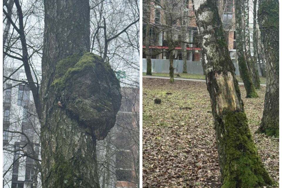 У парку «Здоров’я» видалять аварійні дерева