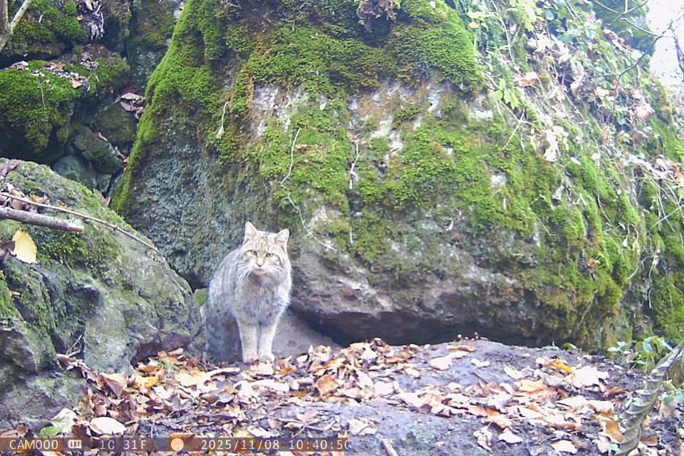 Муркоче, гарчить і зникає в хащах: на Тернопільщині зафіксували рідкісного лісового кота (ВІДЕО)