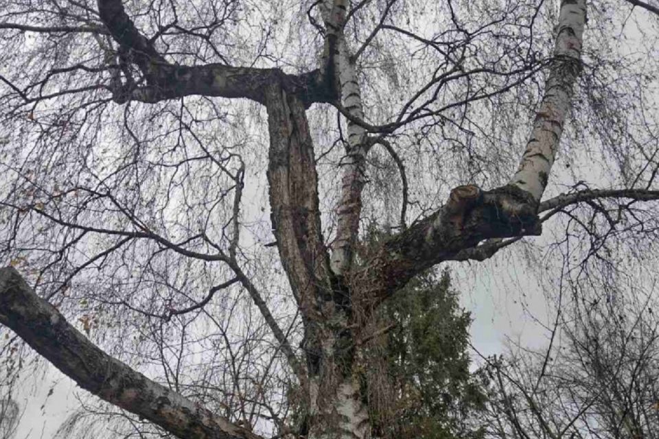У парку Здоров’я видалять аварійну березу