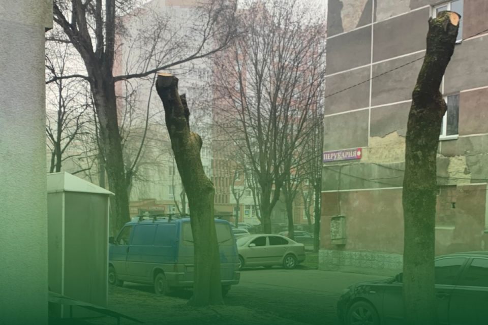 За неправильну обрізку дерев на Злуки: орендар заплатить штраф