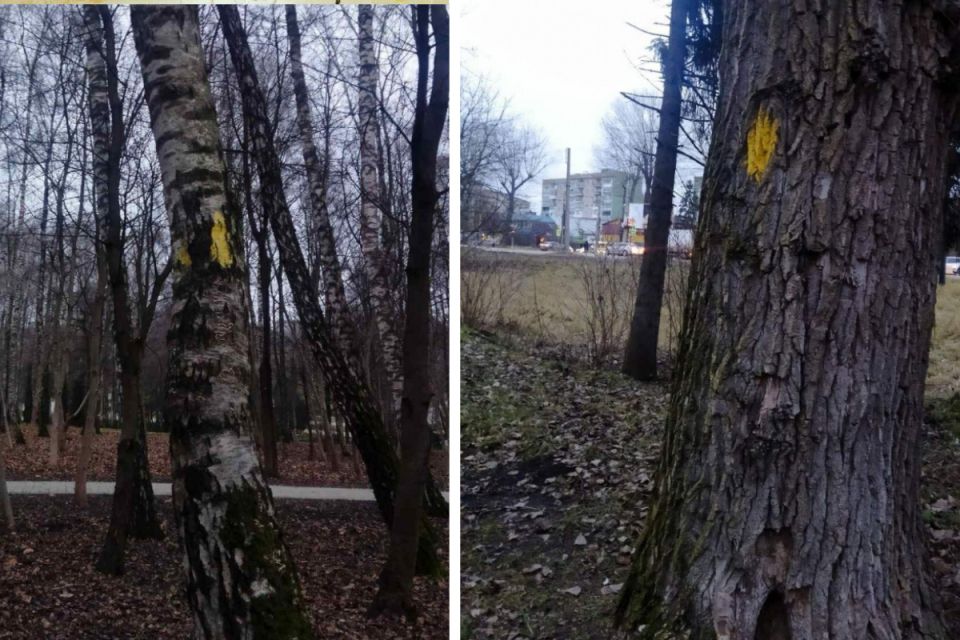 У парку Національного відродження зріжуть аварійні тополі та берези