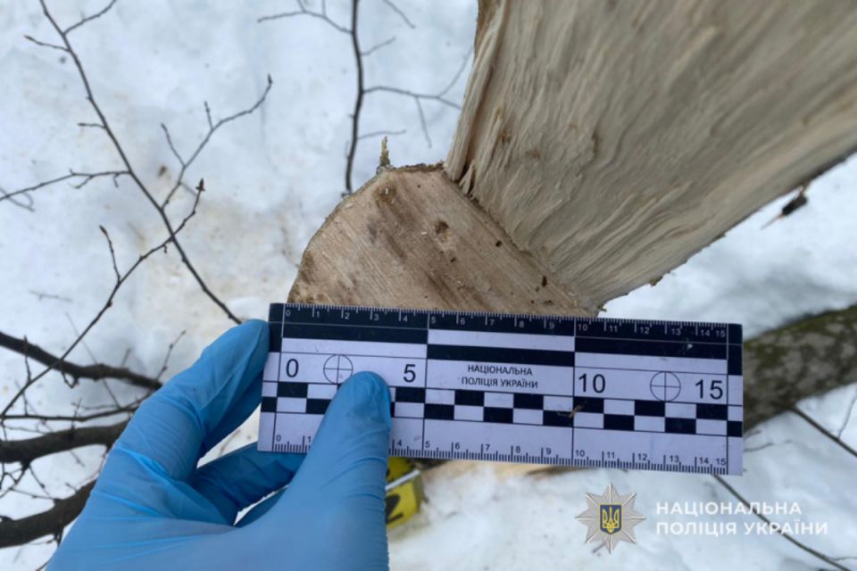 Хабар лісничому: на Чортківщині затримали чоловіка за спробу підкупу