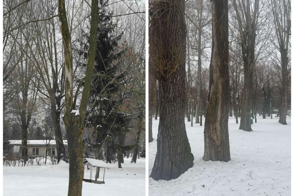 У парках Тернополя видаляють аварійні дерева