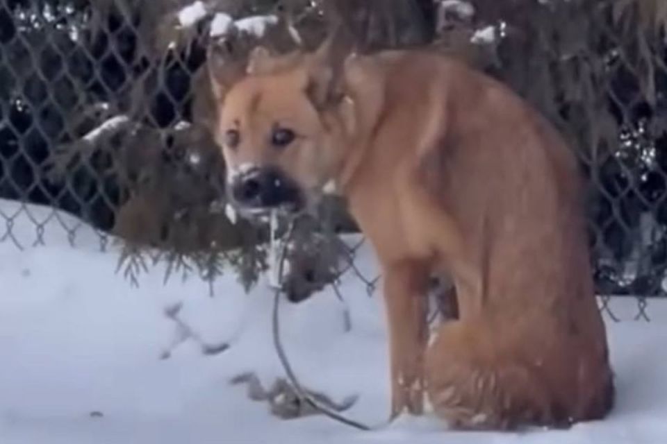 Третю добу волонтери намагаються врятувати налякану безпритульну собаку