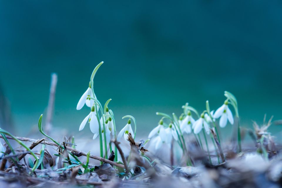 Штрафи до 3655 гривень: на Тернопільщині розпочинають рейди на захист первоцвітів