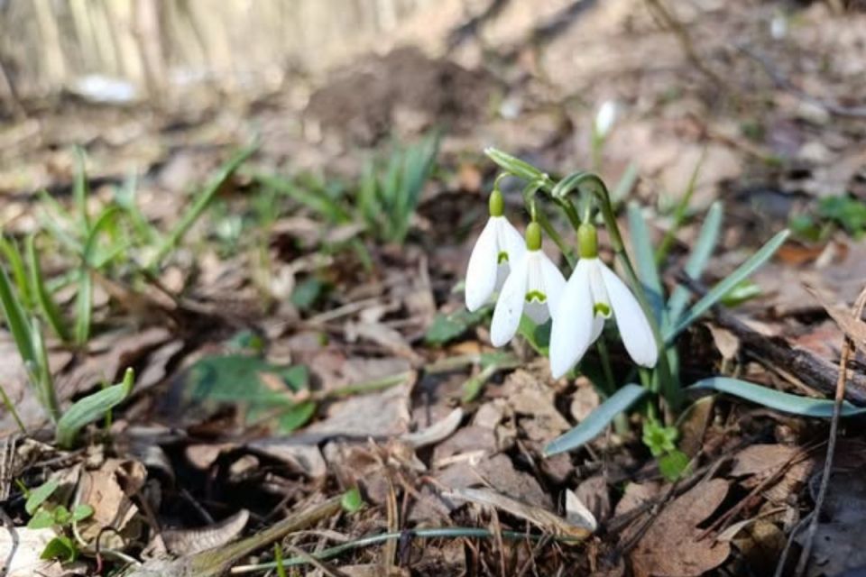 Прогноз на 16-18 березня: на Тернопільщині синоптики обіцяють тепло з нічними приморозками