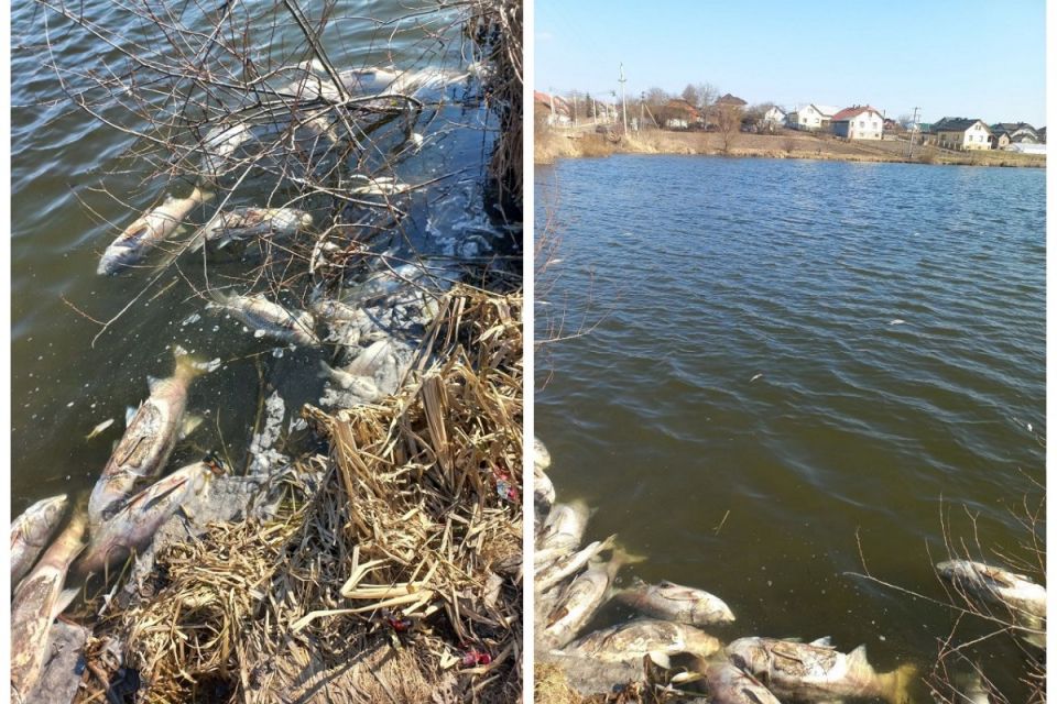 Масову загибель риби виявили у двох водоймах на Тернопільщині