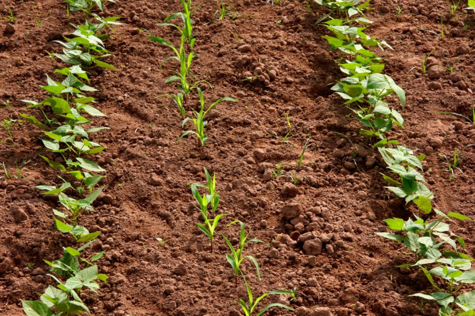 Що сіяти у березні: поради від садівника, щоб отримати швидкий урожай