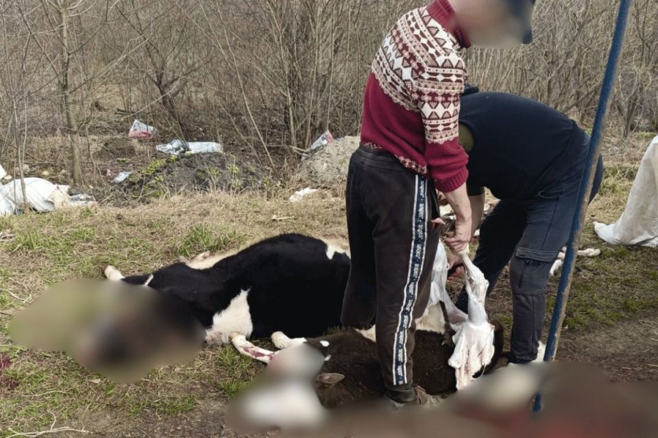 На Тернопільщині чоловік з іншої області обвалював туші телят на сміттєзвалищі
