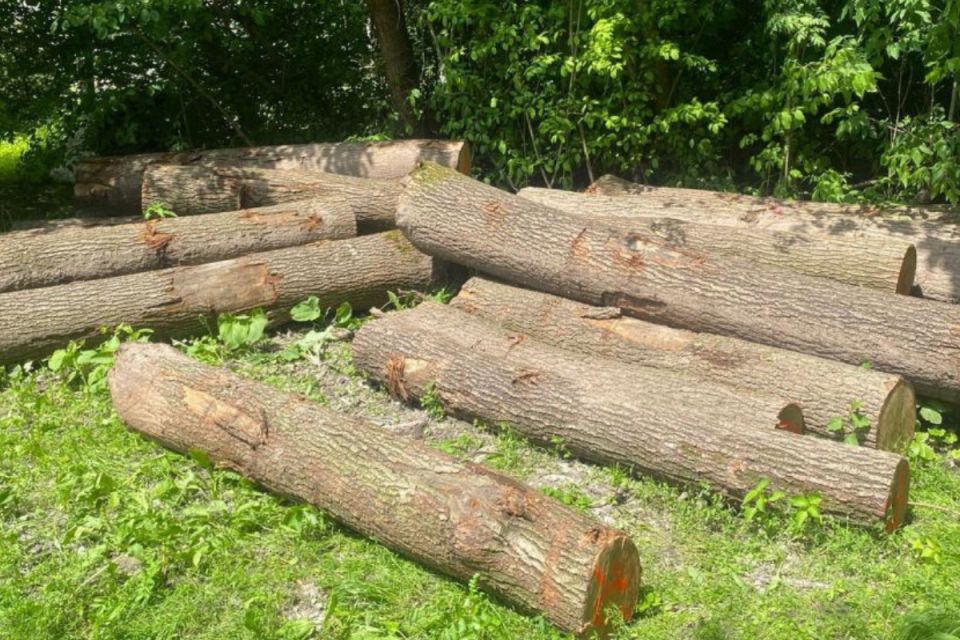 На Кременеччині незаконно вирубали 623 дерева — справу скерували до суду