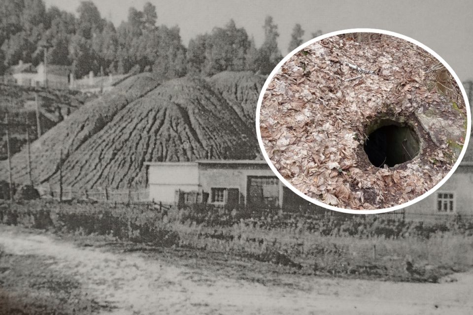 Містичні пастки в Кременецьких лісах: туристів попередили про небезпеку