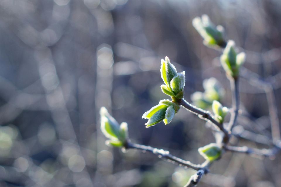 Штормове попередження через заморозки та вітри оголосили на Тернопільщині