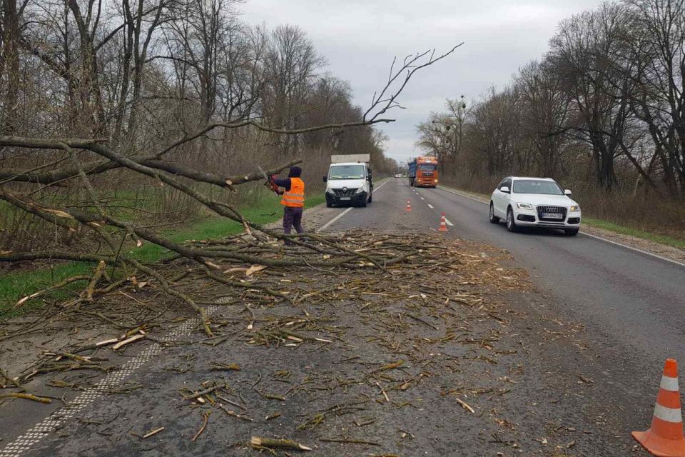 Сильні вітри повалили дерева: на Тернопільщині ліквідовують наслідки негоди