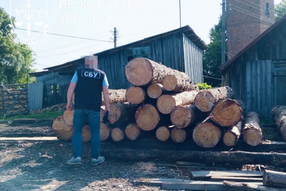 Незаконна порубка дерев у Вишнівецькому лісництві. Прокурори вимагають майже п'ять мільйонів