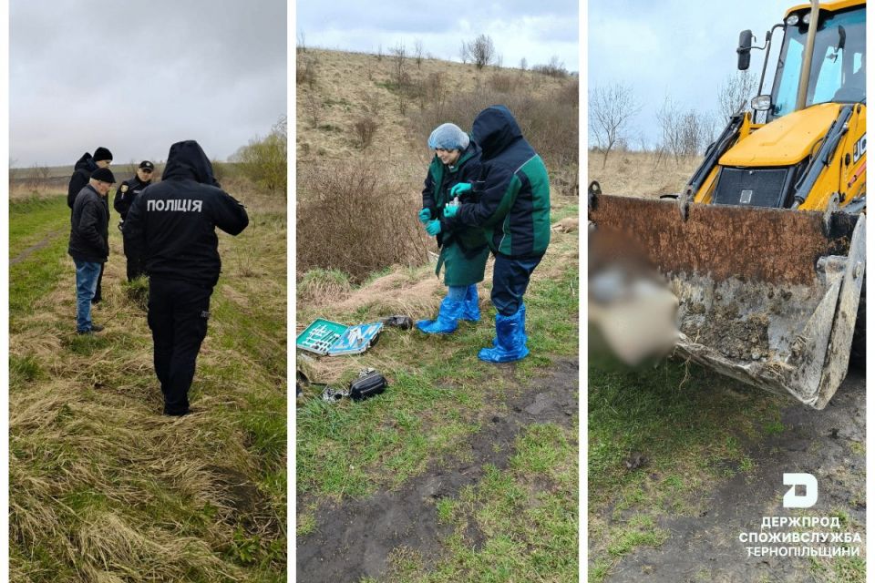 Поблизу Підгороднього виявили двох загиблих тварин