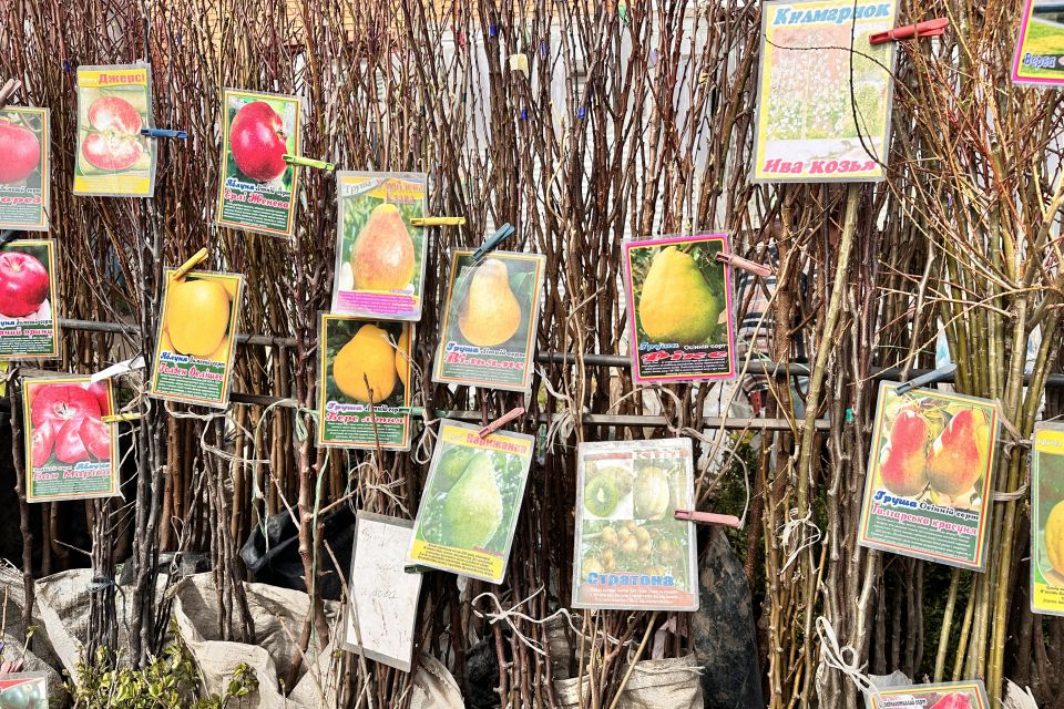 Сезон розсади: що і за скільки продають на тернопільському ринку