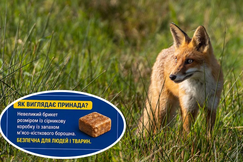 На Тернопільщині розкладатимуть вакцину для лисиць: людей просять оминати брикети