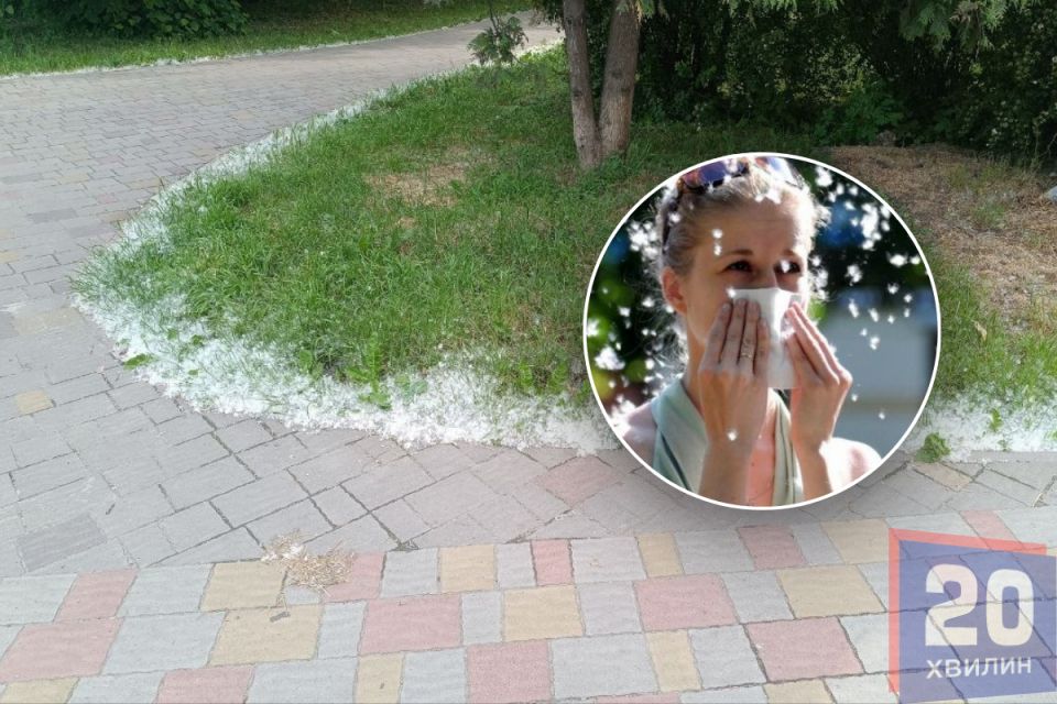 Купи тополиного пуху у Тернополі: чи викликає він алергію і чим небезпечний — роз’яснення медика
