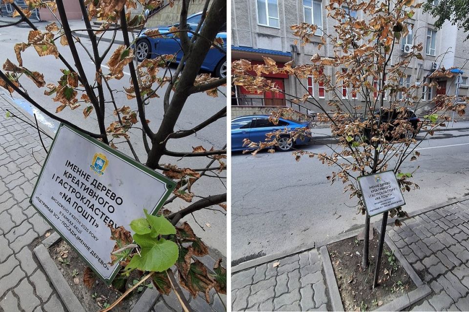 Іменні дерева за кошти тернополян — сохнуть. Хто їх відновлюватиме?