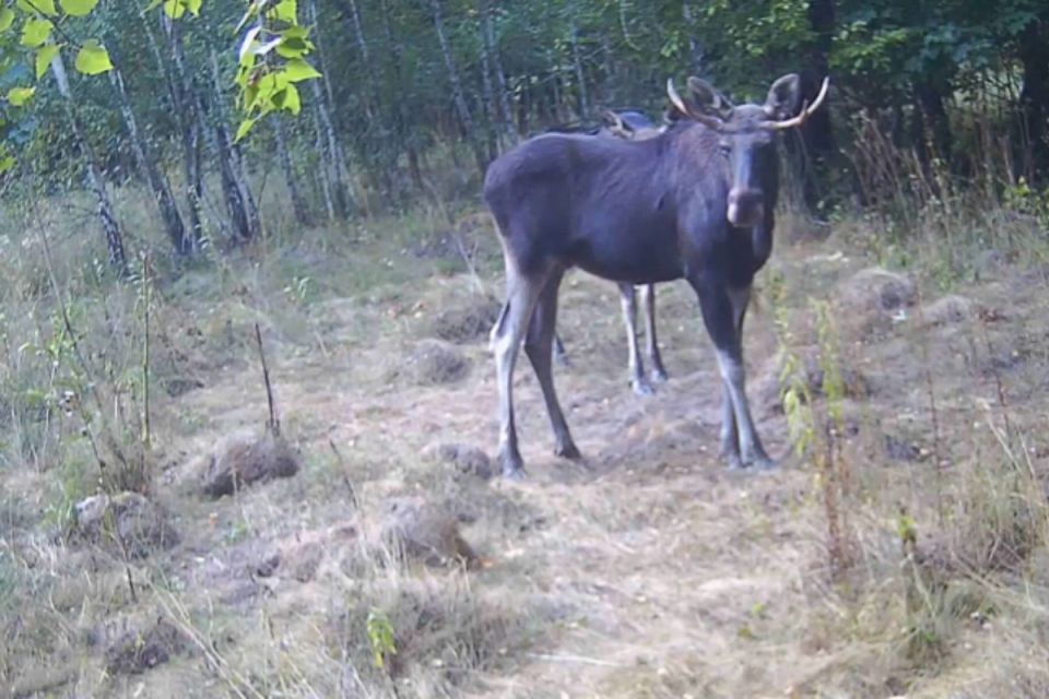 Величні й непередбачувані: у «Медоборах» фотопастка зафіксувала двох лосів