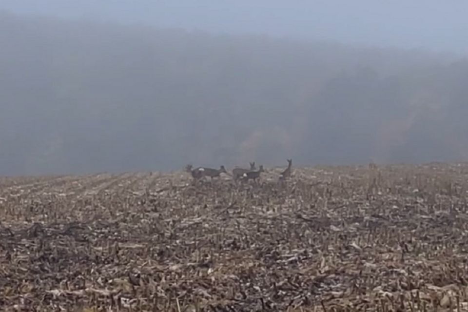 Група косуль на полі: відео від читачів
