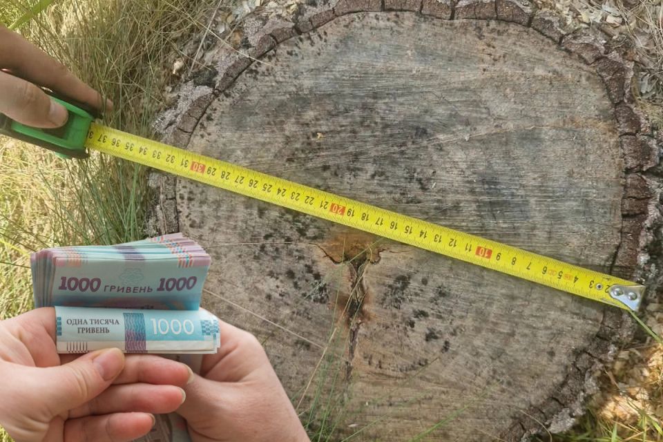 Незаконна порубка дерев на Зборівщині: суд розглянув позов на понад 166 тисяч гривень