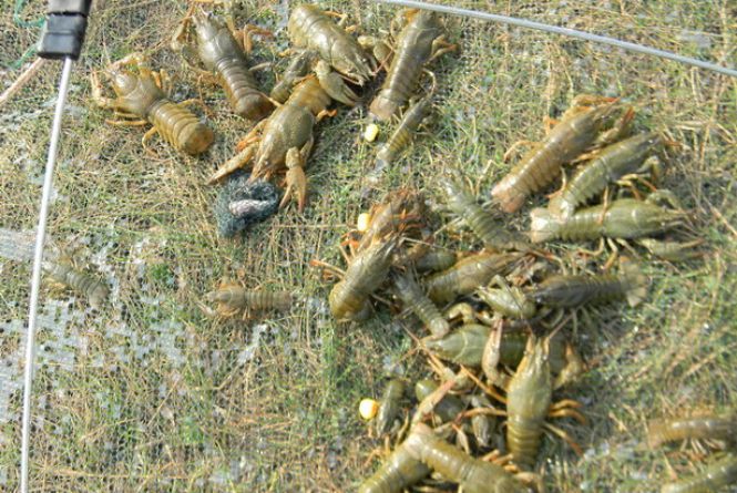 Раково рыбалка. Раколовка улов. Астаку астакус. Ловись рачок. Раколова.