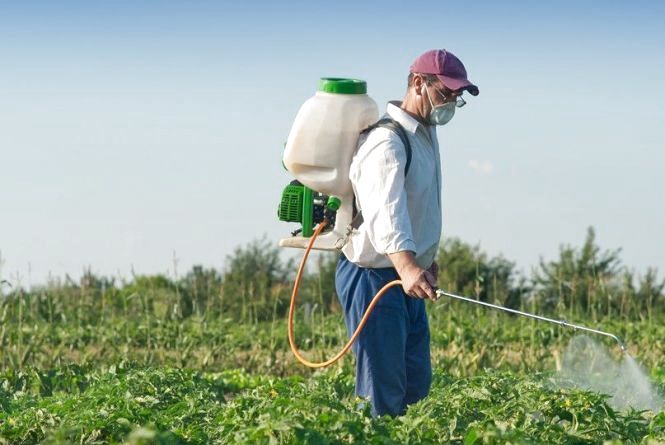 Як правильно використовувати пестициди біля дому та на дачі, аби не  зашкодити собі та сусідам : 04:06:2019 - 20 хвилин Тернопіль