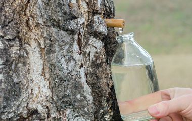 На збір березового соку треба мати дозвіл, а штраф можете заплатити навіть за один прокол дерева